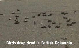 Dead Birds in British Columbia
