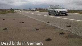 Dead Birds in Germany