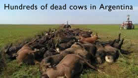 Dead Bulls in Argentina