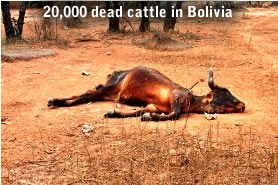 Dead cattle in Bolivia