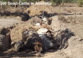Dead Cattle Australia