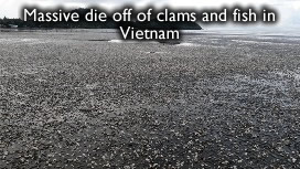 Dead clams in Vietnam