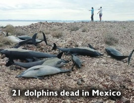 Dead Dolphins in Baja