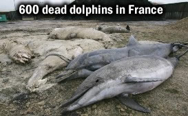 Dead Dolphins in France