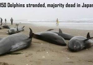 Dead Dolphins in Japan