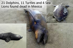Dead dolphins in Mexico