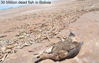 Dead Fish in Bolivia