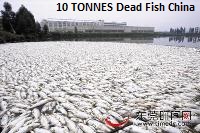 Dead Fish China