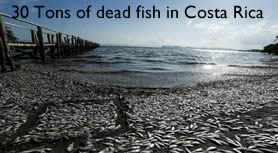 Dead Fish costa Rica