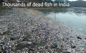 Dead fish in India