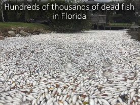 Dead fish in Indian River Lagoon