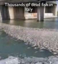 Dead fish in Italy