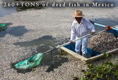 Dead Fish in Jalisco