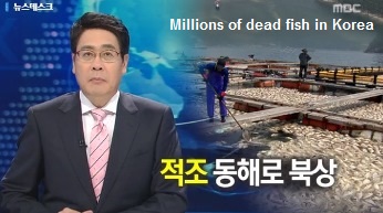 Dead Fish in Korea