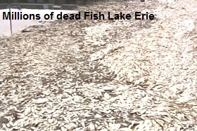 Dead Fish Lake Erie