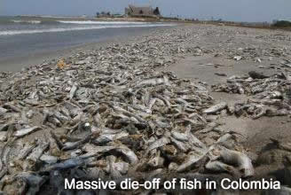 Dead Fish in Colombia