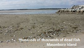 Dead Fish Masonboro