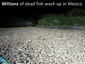 Dead fish in Mexico