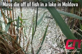 Dead Fish in Moldova