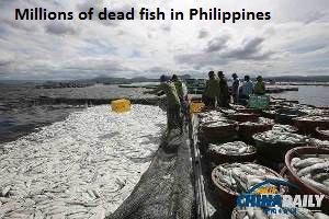Dead Fish Philippines
