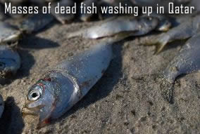 Dead Fish in Qatar