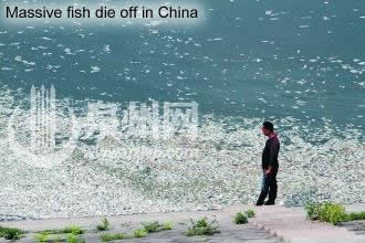 Dead fish in China