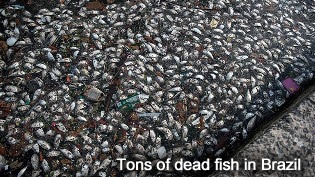 Dead Fish in Rio