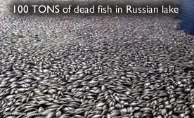 Dead fish in Russia