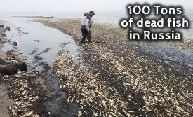 Dead Fish Sakhalin