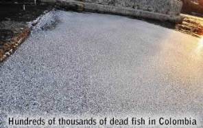 Dead fish in Santa Marta