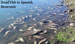 Dead Fish in Spain