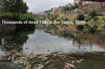 Dead Fish in the Tagus Spain