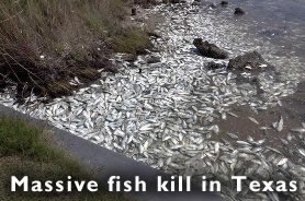 Dead fish in Texas