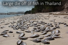 Dead fish in Thailand