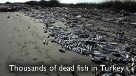 Dead fish in Turkey