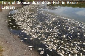 Dead Fish in Vasse Estuary