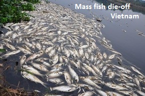 Mass Fish Die Off Vietnam