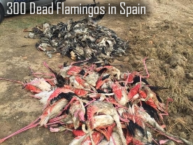 Dead Flamingos in Spain