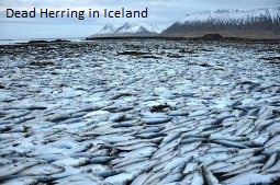 Dead Herring Iceland