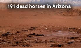 Dead Horses in Arizona