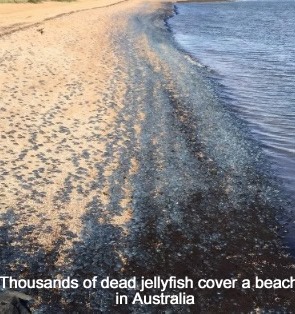 Dead Jellyfish in Australia