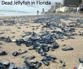 Dead jellyfish in Florida