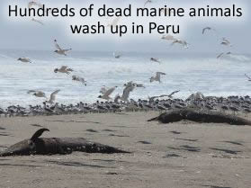 Dead Marine animals in Peru