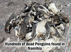 Dead Penguins Namibia