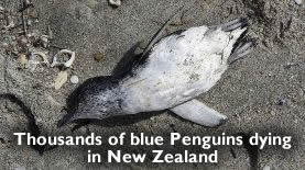 Dead Penguins New Zealand