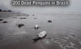 Dead Penguins Sao Paulo