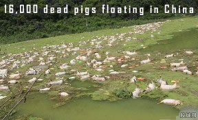 Dead pigs in China