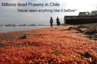 Dead Prawns Chile