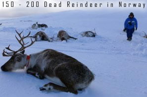 Dead Reindeer in Norway