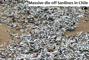Dead Sardines in Chile